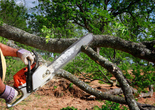 Best Stump Grinding and Removal  in Terrell, TX